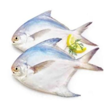 সামুদ্রিক মাছ